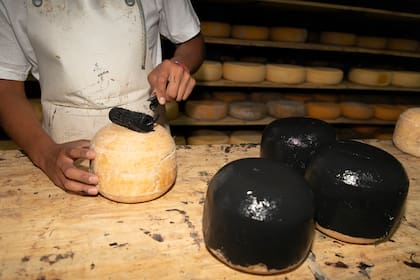 Momento de pintar la costra de los quesos en Los Lube