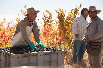 Momento de vendimia en un viñedo del Valle de Uco