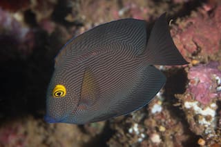 Momento decisivo en la venta de peces para acuario, uno de los negocios más controvertidos de Hawái
