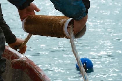 Momento en que las algas son sembradas en en el mar hasta el momento de la cosecha definitiva