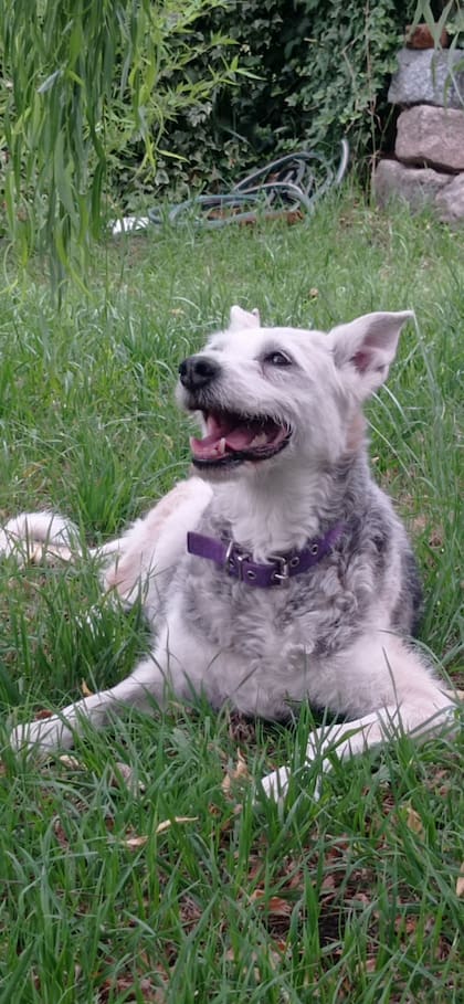 Mona comenzó a ponerse viejita y comenzaron también algunas ¨ñañas¨ pero nada que le impidiera seguir con su vida como hasta entonces.