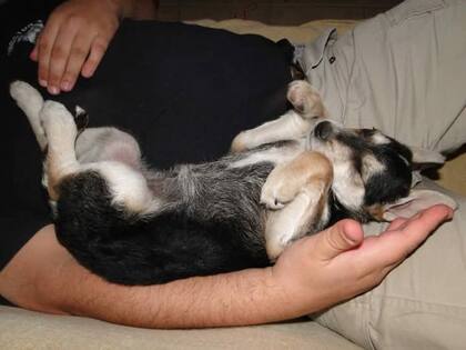 Mona se convirtió en la compañera inseparable de Damián.