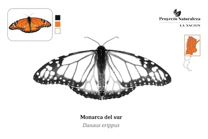 Monarca del sur