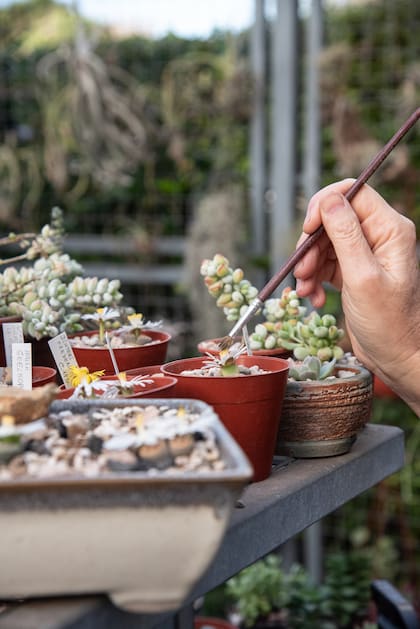 Mónica polinizando. Se saca el polen de una flor de un Lithops y se lo pone a otra flor de otro Lithops.