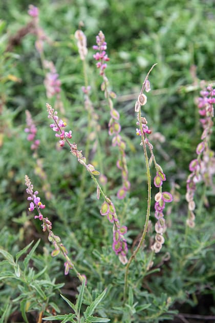 Monnina cuneata se caracteriza por su follaje fino y una floración delicada