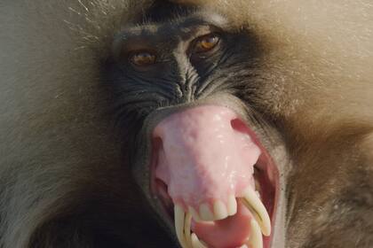 Mono adulto de Gelada usando expresiones faciales como advertencia a otros machos.