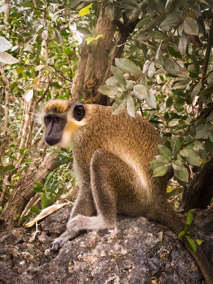 Mono verde occidental.