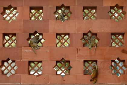 Monos bebes juegan en la entrada del Parlamento en Nueva Delhi