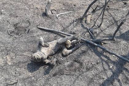 Un mono carayá se quemó vivo en el Parque Provincial San Cayetano, Corrientes