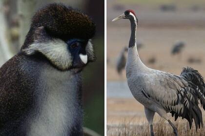 Monos de guenon y grullas europeas, los exóticos animales que vivieron puertas adentro del imponente castillo