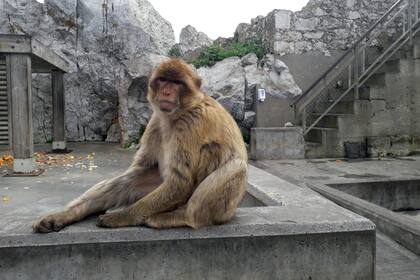 Monos que contemplan como dioses.