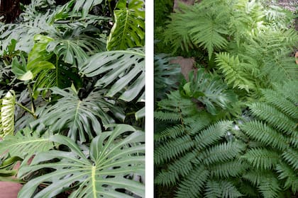 Monstera deliciosa y helechos, dos aliadas silenciosas para transformar lo que parecía un rincón perdido