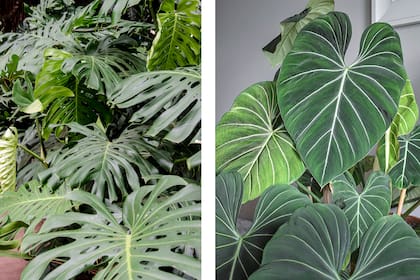 Monstera deliciosa y Philodendron Gloriosum, efecto visual poderoso en dos plantas de estilo tropical