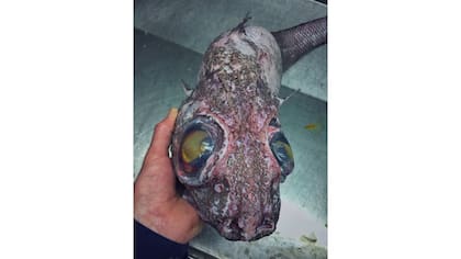 Monstruos de las profundidades