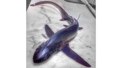 Tiburon de las profundidades