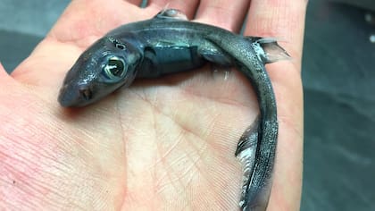 Monstruos de las profundidades