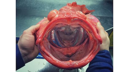 Monstruos de las profundidades