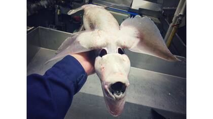 Monstruos de las profundidades