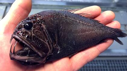 Monstruos de las profundidades