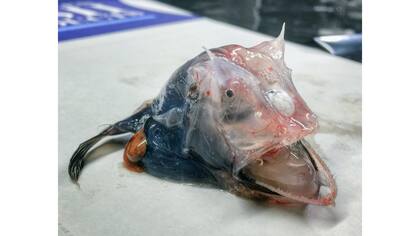 Monstruos de las profundidades