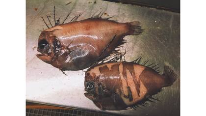 Monstruos de las profundidades