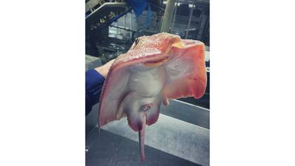 Raya de las profundidades