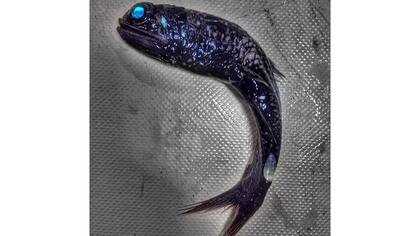 Monstruos de las profundidades