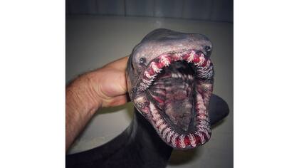 Monstruos de las profundidades