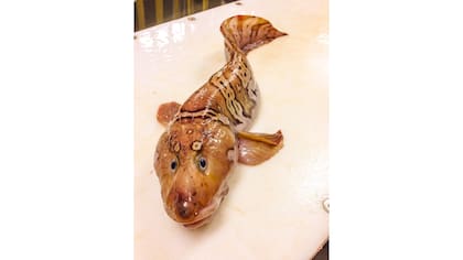 Monstruos de las profundidades