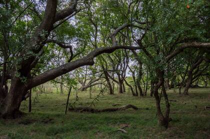 Monte nativo de talas en la Estancia Nahuel Rucá.