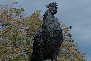 De España a Morón: el gallo que se convirtió en símbolo y tiene algo de gaucho