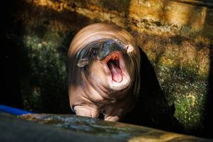 Moo Deng, la hipopótama pigmea que se convirtió en una sensación viral este año, les desea felices fiestas