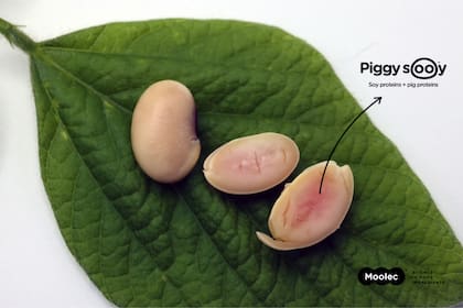Moolec Science, la controlante de Bioceres SA