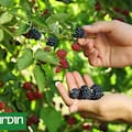 El secreto nutricional que esconden las moras de la vereda