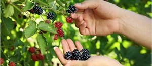 El secreto nutricional que esconden las moras de la vereda