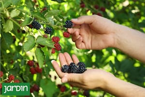 El secreto nutricional que esconden las moras de la vereda