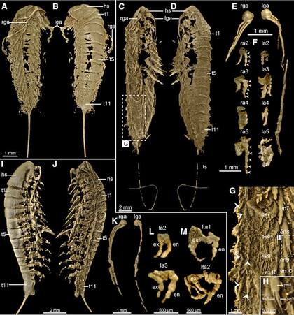 Morfología del Lomankus edgecombei: así era el animal "de oro"