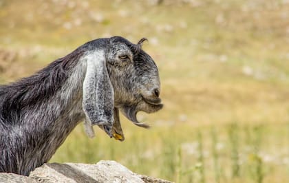 Morgan Segui fue salvado por un rebaño de cabras, que le enseñó un camino en la espesura de la selva