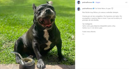 Moro, el perro de Paula Ches y Pedro Alfonso, falleció este martes 21 de abril (Foto: Instagram/@pedroalfonsoo)