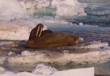 Morsas sobre el hielo marino, al norte de Alaska.