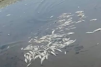 Mortandad de peces por el calor en Cruz del Eje