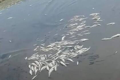 Mortandad de peces por el calor en Cruz del Eje