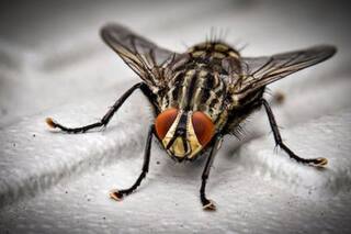 ¿Cuánto tiempo vive una mosca doméstica?