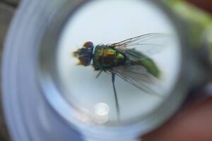 Moscas carroñeras, analizadas para investigar crímenes