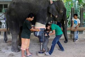 Video: la alegría de un elefante que vuelve a caminar gracias a una prótesis