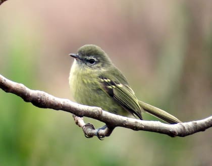 Mosqueta común, también puede verse en los árboles del Jardín Botánico