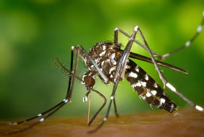 El Aedes aegypt, vector del dengue