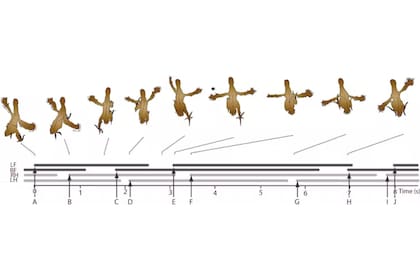 Movimientos del joven hoatzín trepando por el tronco de un árbol. El patrón de coordinación de los miembros anteriores y posteriores es típicamente cuadrúpedo