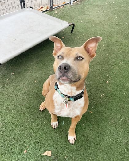 Moxie conquistó a todos en las redes con su historia (Foto: Instagram @wagsandwalks)