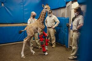 Una jirafa bebé fue salvada por la medicina humana